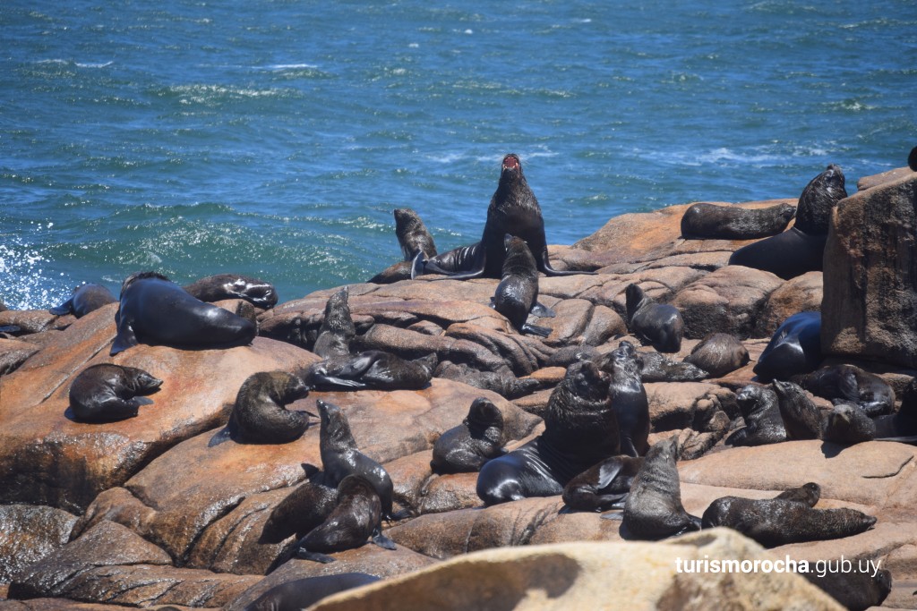 Cabo Polônio – Roteiro Internacional Inesquecível